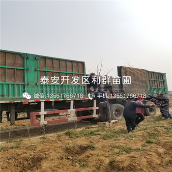 櫻桃樹樹苗批發(fā)價格多少錢