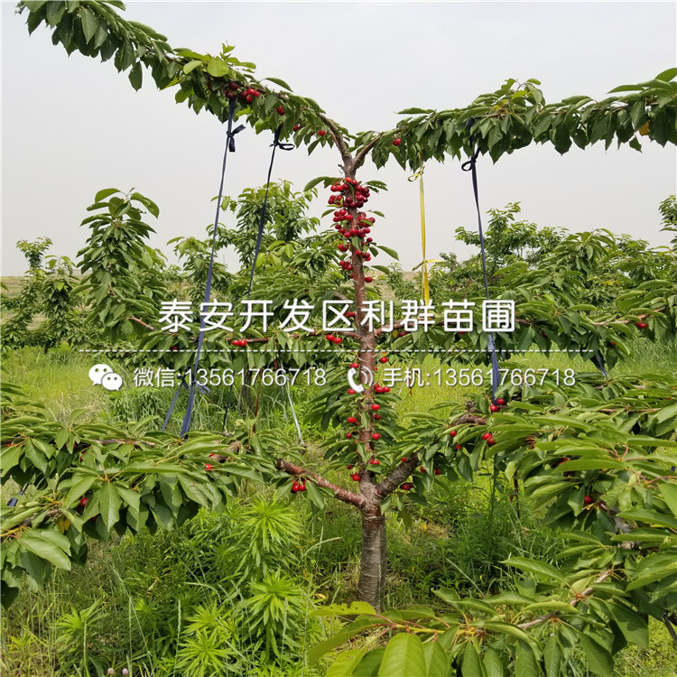 山東2公分車?yán)遄訕涿缙贩N、山東2公分車?yán)遄訕涿缍嗌馘X一棵