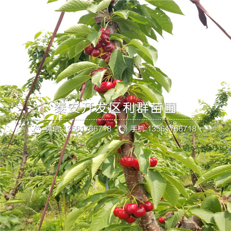4公分車(chē)厘子樹(shù)苗批發(fā)基地