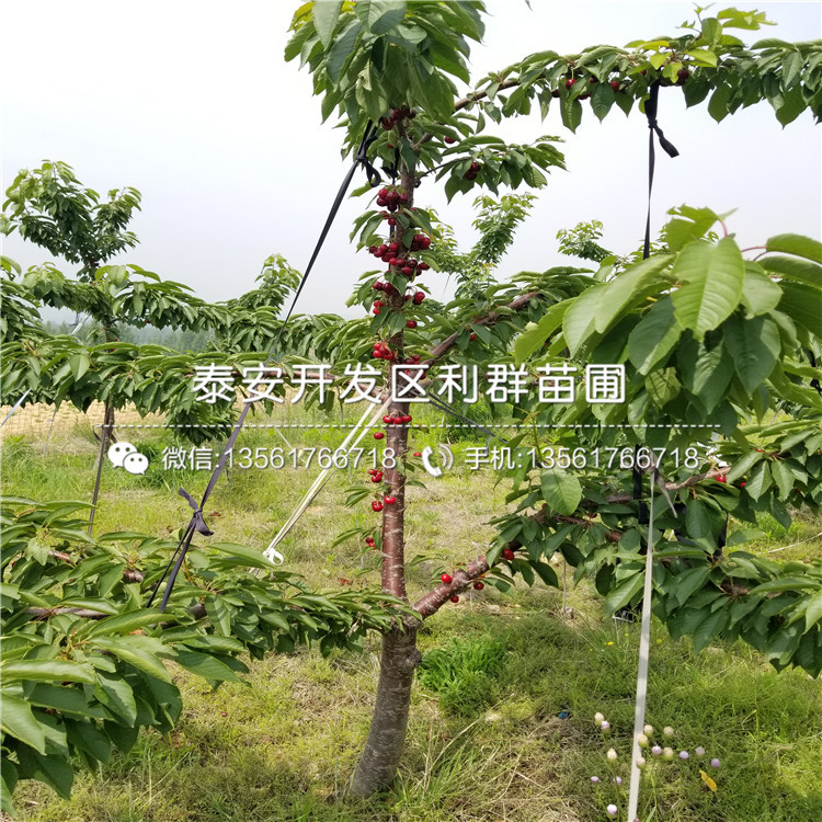 晚熟3公分車?yán)遄用缍嗌馘X一棵
