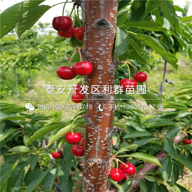 山東櫻桃樹(shù)樹(shù)苗格、山東櫻桃樹(shù)樹(shù)苗格是多少