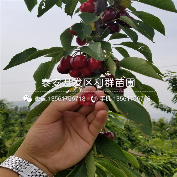 櫻桃樹樹苗、櫻桃樹樹苗出售