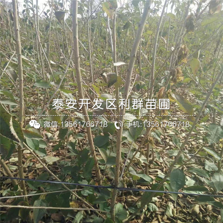 櫻桃樹樹苗出售、櫻桃樹樹苗價(jià)格多少
