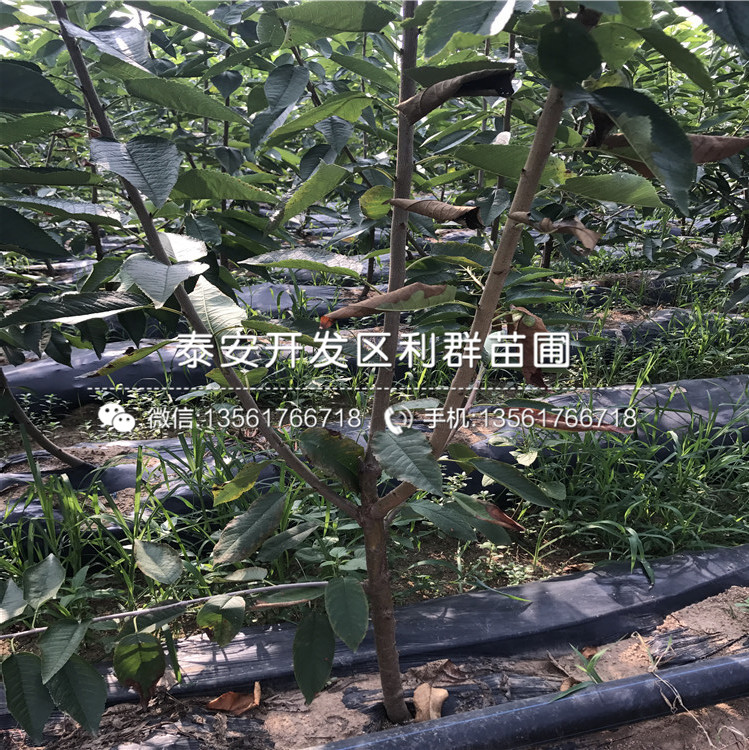 山東麻椒苗價格、山東麻椒苗出售價格多少