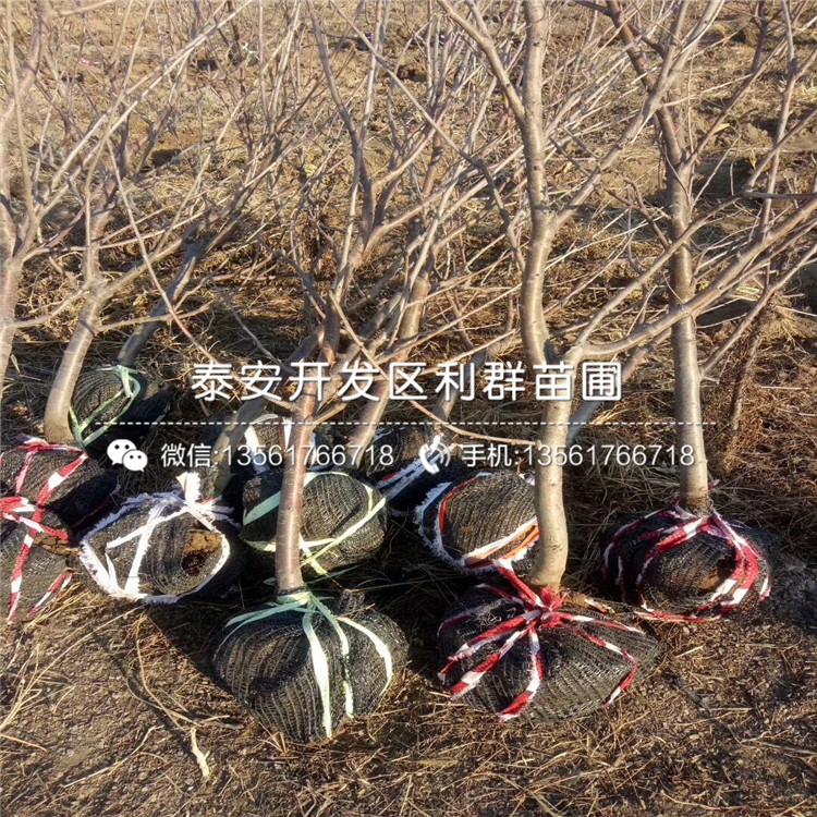 3公分車?yán)遄用缗l(fā)