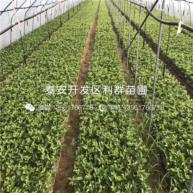 櫻桃樹樹苗格、櫻桃樹樹苗價格是多少
