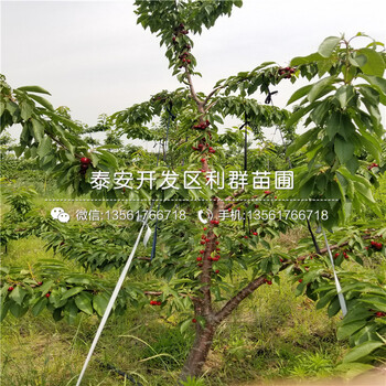 新品種1公分車?yán)遄用纭?公分車?yán)遄用缍嗌馘X一棵