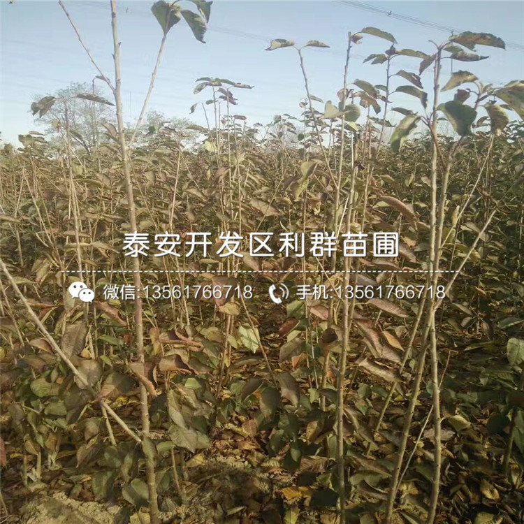 櫻桃樹樹苗2018價(jià)格