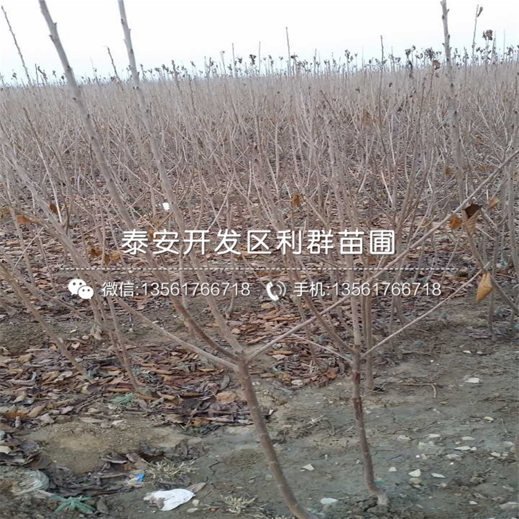 批發(fā)4公分車厘子苗