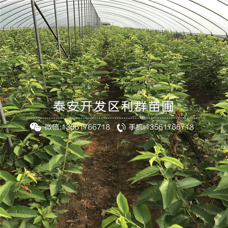 山東4公分車?yán)遄用鐖?bào)價(jià)
