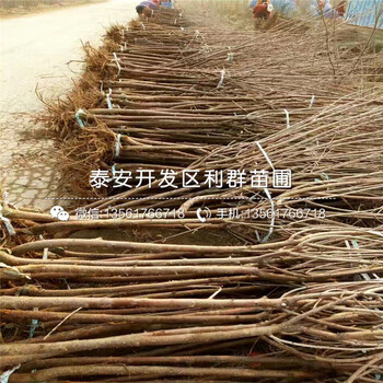 2018年櫻桃樹樹苗新品種
