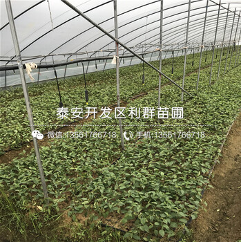 櫻桃樹(shù)樹(shù)苗價(jià)格