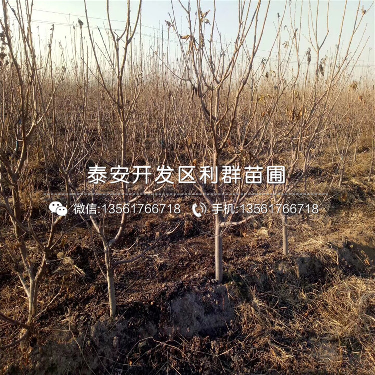 櫻桃樹樹苗格、櫻桃樹樹苗價格是多少