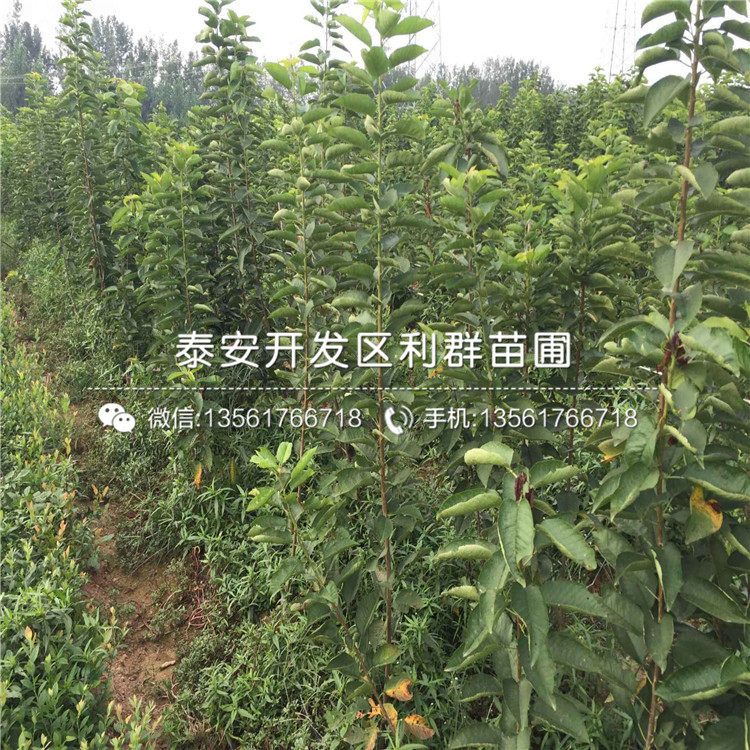 山東櫻桃樹(shù)樹(shù)苗多少錢一棵、山東櫻桃樹(shù)樹(shù)苗格