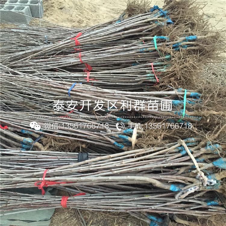 2019年大櫻桃樹樹苗價格多少