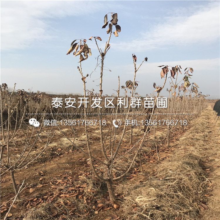4公分2公分車?yán)遄訕涿缍嗌馘X一棵