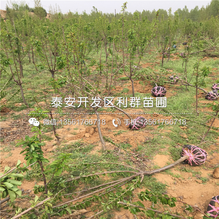 山東5公分車厘子苗、山東5公分車厘子苗格是多少