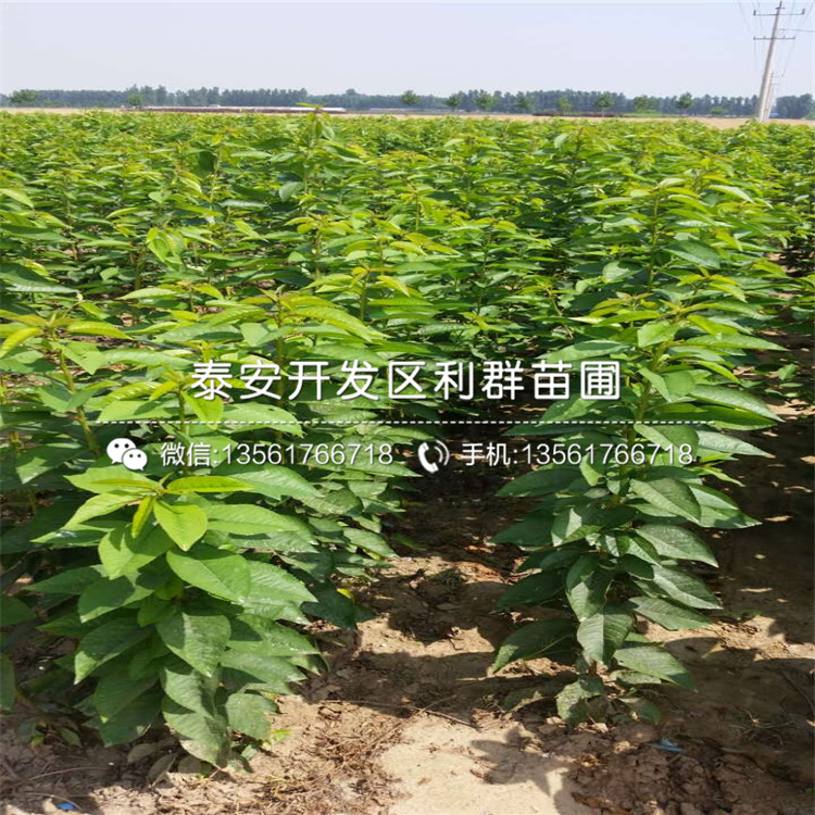 5公分車(chē)?yán)遄訕?shù)苗價(jià)格低