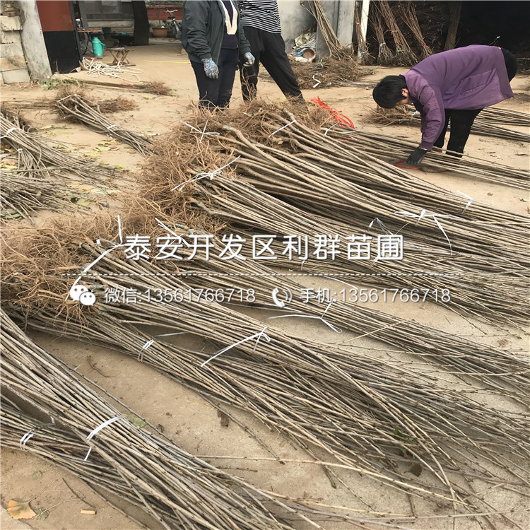 美國蛇果苗市場價格