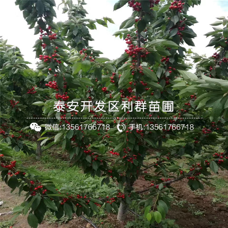 櫻桃樹樹苗品種、櫻桃樹樹苗多少錢一棵