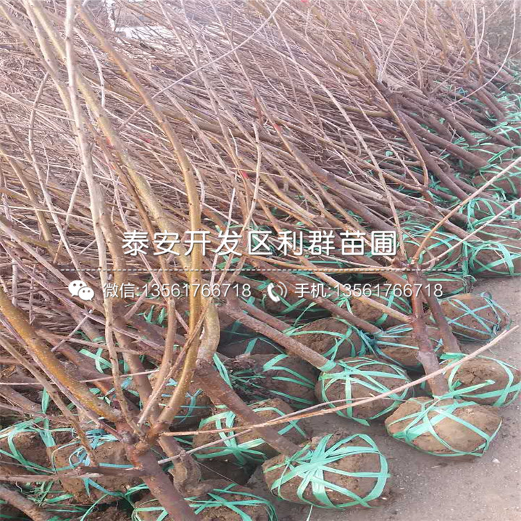 4公分車(chē)?yán)遄訕?shù)苗基地、4公分車(chē)?yán)遄訕?shù)苗價(jià)格是多少