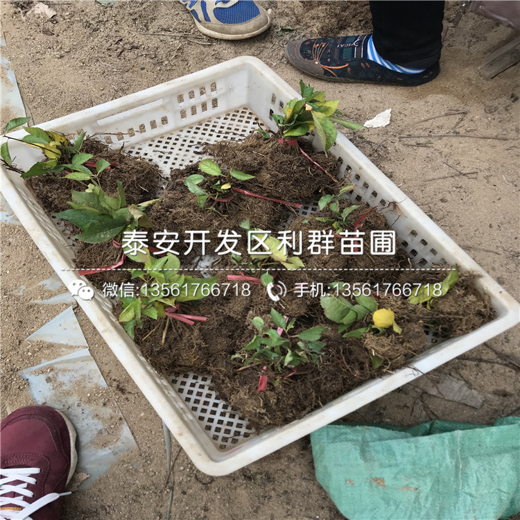 山東櫻桃樹樹苗、櫻桃樹樹苗價格