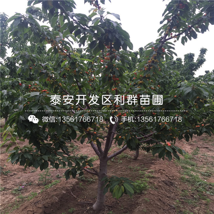 5公分車?yán)遄訕涿纭?公分車?yán)遄訕涿缗l(fā)基地