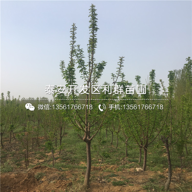 櫻桃樹樹苗基地報(bào)價(jià)