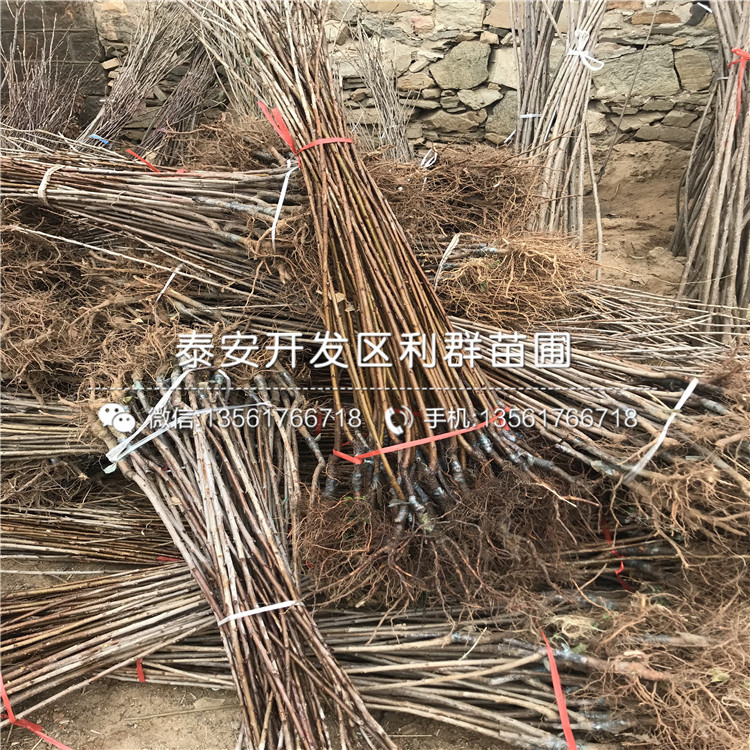櫻桃樹樹苗、櫻桃樹樹苗出售