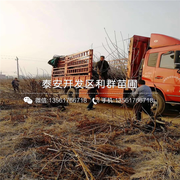 矮化櫻桃樹(shù)樹(shù)苗、矮化櫻桃樹(shù)樹(shù)苗出售基地