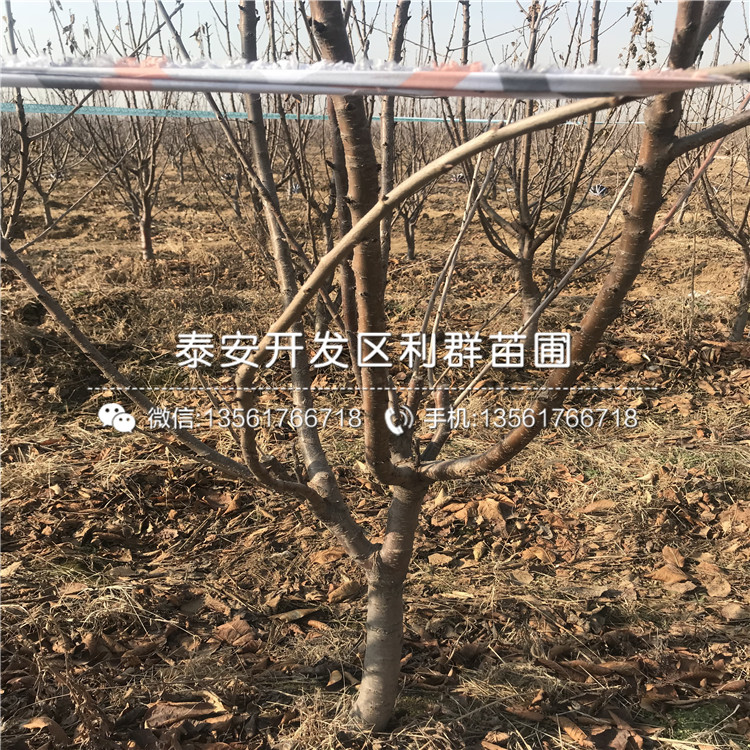 3公分車厘子樹苗、3公分車厘子樹苗哪里有賣