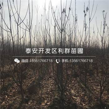 2019年大櫻桃樹樹苗價格多少