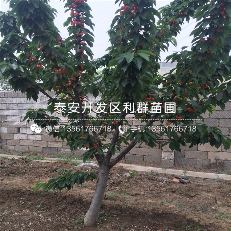 中熟櫻桃樹樹苗多少錢一棵