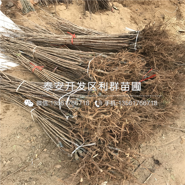 4公分車?yán)遄訕涿鐑r格
