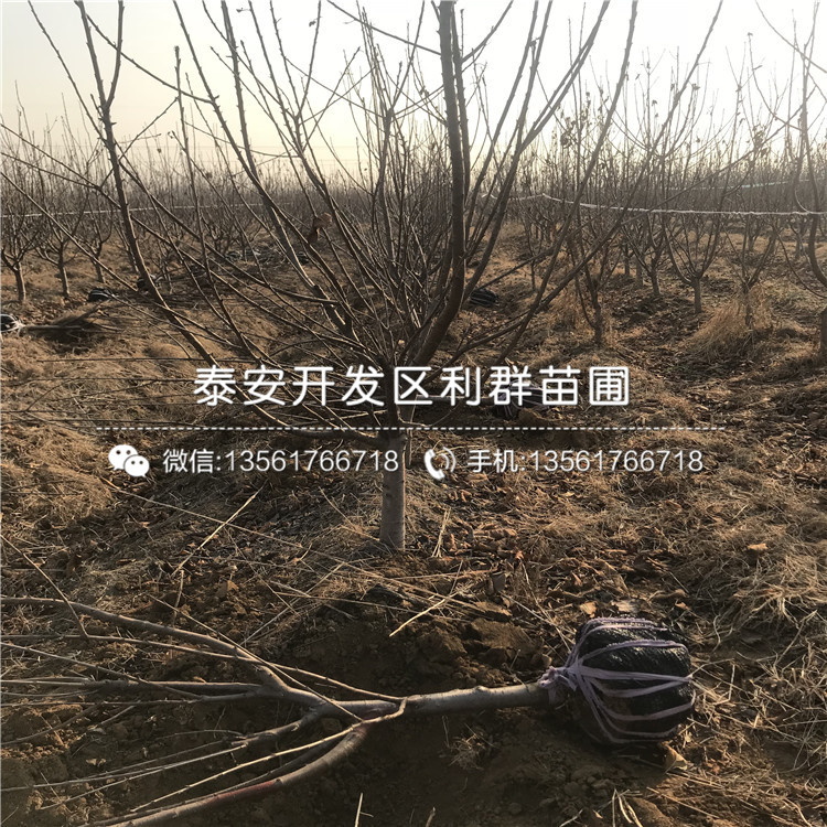 櫻桃樹樹苗出售價格、2018年櫻桃樹樹苗價格