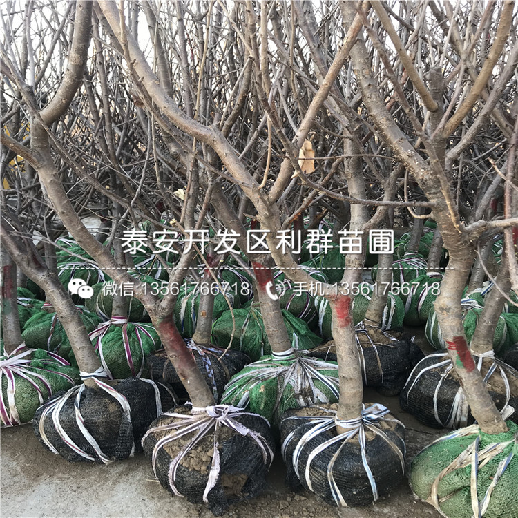 新品種1公分車厘子樹苗、新品種1公分車厘子樹苗出售價格是多少