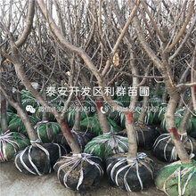 吉塞拉7号砧木樱桃苗供应商图片