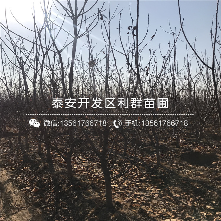 櫻桃樹樹苗報價、櫻桃樹樹苗報價多少