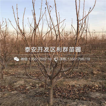 櫻桃樹樹苗市場價格