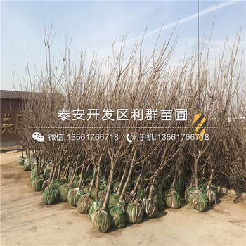 2公分車?yán)遄訕?shù)苗多少錢(qián)、2018年2公分車?yán)遄訕?shù)苗出售基地