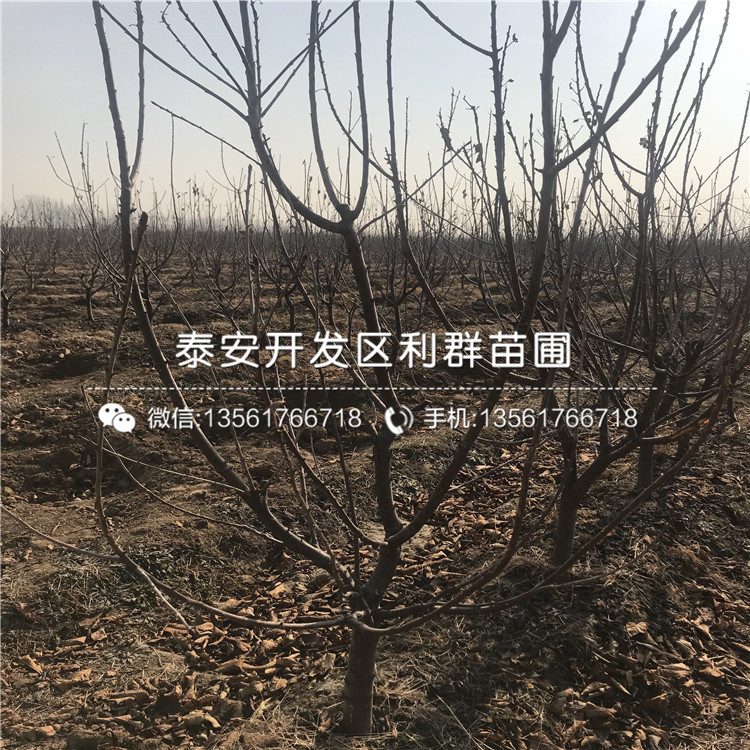 5公分車?yán)遄訕?shù)苗價(jià)格、5公分車?yán)遄訕?shù)苗批發(fā)