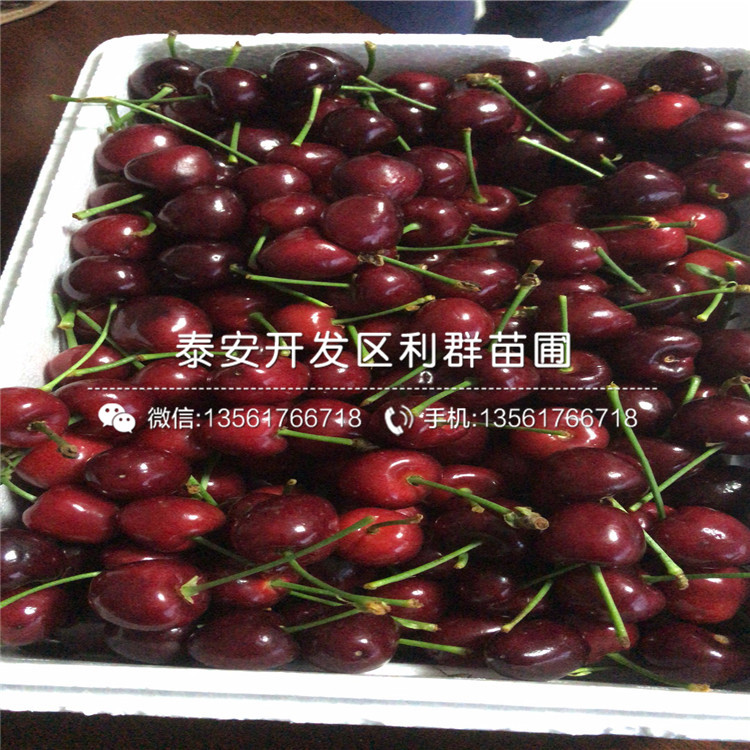 2公分車?yán)遄用鐑r格