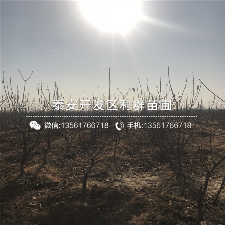 山東櫻桃樹(shù)樹(shù)苗價(jià)格、山東櫻桃樹(shù)樹(shù)苗批發(fā)基地