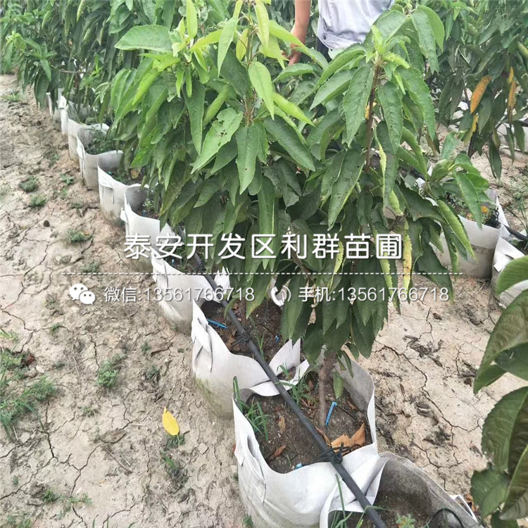 哪里批發(fā)櫻桃樹樹苗