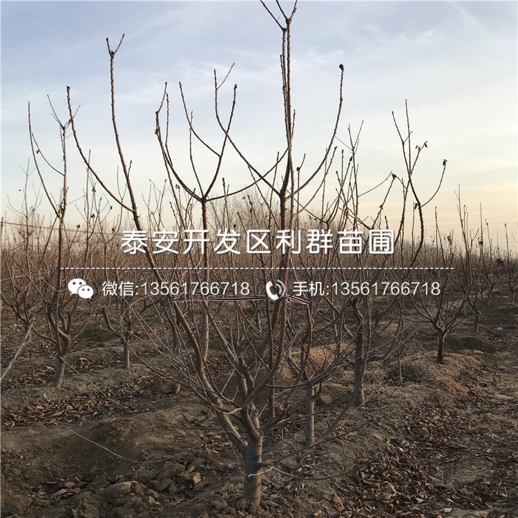 晚熟3公分車?yán)遄用缍嗌馘X一棵
