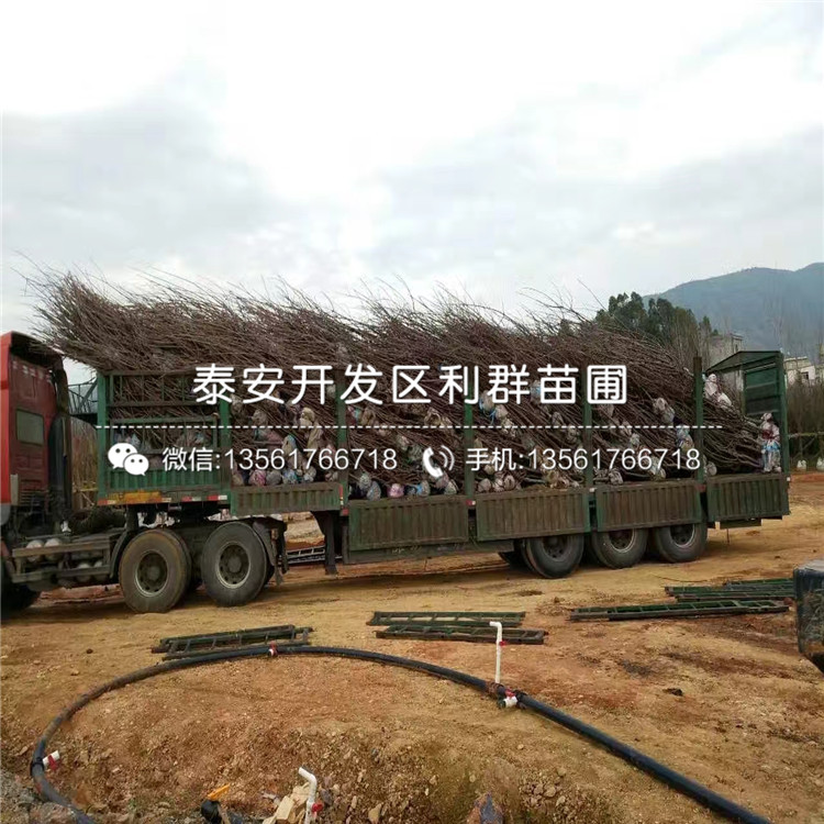 山東3公分車厘子樹苗價格、山東3公分車厘子樹苗出售價格是多少