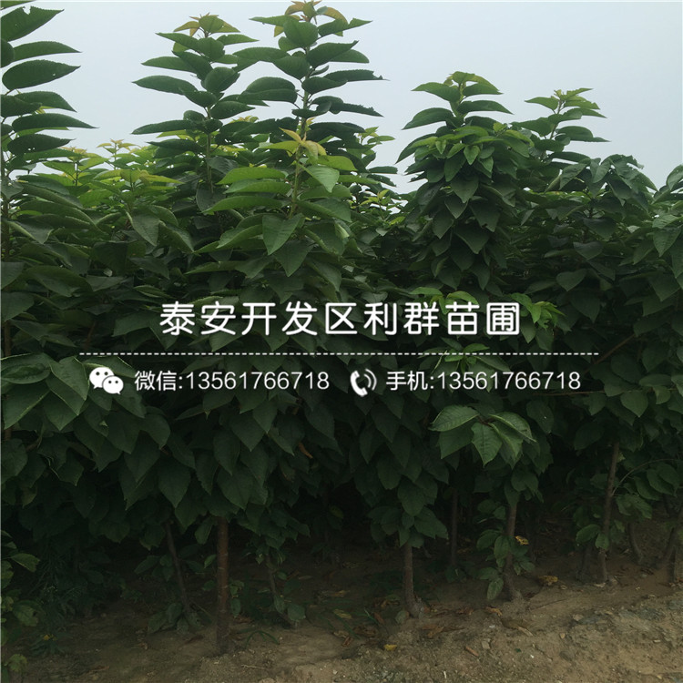 櫻桃樹樹苗出售價格、2018年櫻桃樹樹苗價格