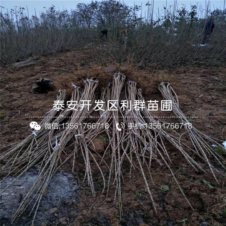 山东2公分车厘子苗多少钱一棵、山东2公分车厘子苗出售基地