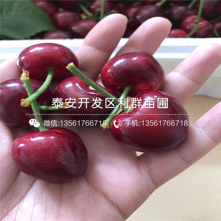3公分車厘子苗出售