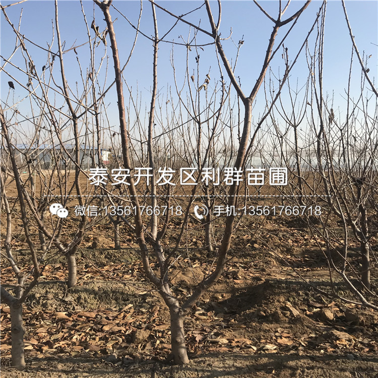 山東矮化櫻桃樹樹苗品種、山東矮化櫻桃樹樹苗新品種